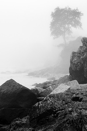 lone tree at the sea's edge, dense fog
