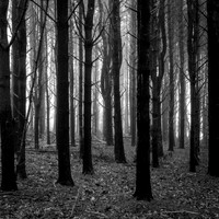 stand of trees in morning mist