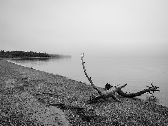 driftwood at Berry Cove