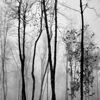 October trees